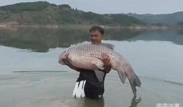 青鱼视频国产3,探索青春光影下的情感世界