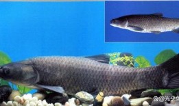 青鱼视频国产3,探索青春光影下的情感世界