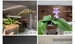 午夜国产自,揭秘国产影视作品的魅力与挑战