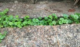 国产人人草,人人草，绿色健康生活新选择