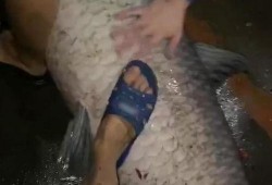 青鱼视频国产3,探索青春光影下的情感世界