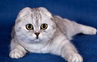 娱乐吃瓜酱折耳猫